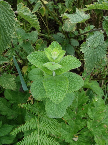 Mentha × villosa, photograph 4