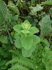 Mentha × villosa, photograph Jamie O'Neill, CC BY, iNaturalist via GBIF