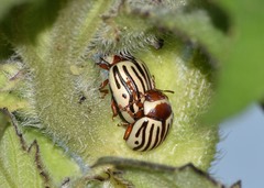 Zygogramma exclamationis