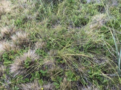 Eleocharis rostellata