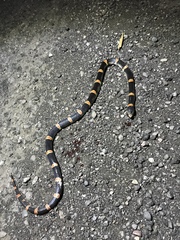 Rhinocheilus antonii