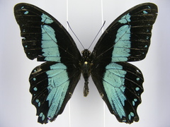 Papilio chrapkowskoides chrapkowskoides