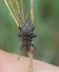 Lachnopus floridanus