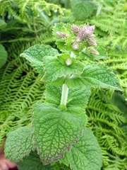 Mentha × villosa, photograph Jamie O'Neill, CC BY, iNaturalist via GBIF