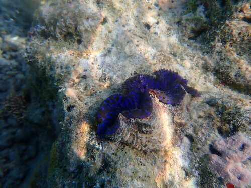 Small Giant Clam — seen at this dive site
