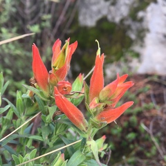 Castilleja tenuiflora
