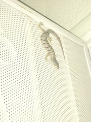 Elgaria multicarinata