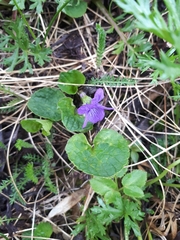Viola langsdorffii