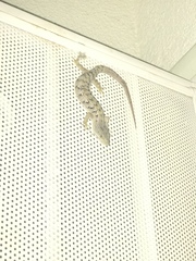 Elgaria multicarinata