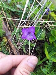 Viola langsdorffii