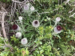 Cirsium occidentale compactum