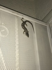 Elgaria multicarinata