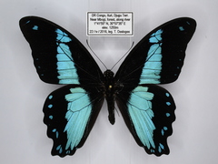 Papilio chrapkowskoides chrapkowskoides