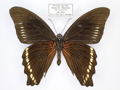 Papilio chrapkowskoides chrapkowskoides
