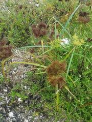Cyperus odoratus image