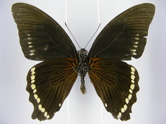 Papilio chrapkowskoides chrapkowskoides