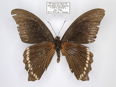 Papilio chrapkowskoides chrapkowskoides