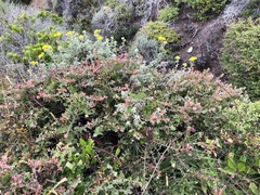 Arctostaphylos cruzensis