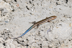 Gail's Eyelid Skink photo 4