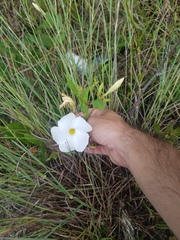 Rhabdadenia biflora
