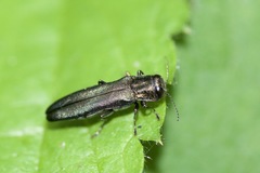 Agrilus sulcicollis