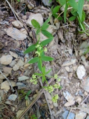 Galium oreganum