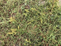 Rumex crassus