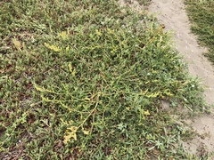 Rumex crassus