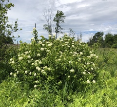 Viburnaceae