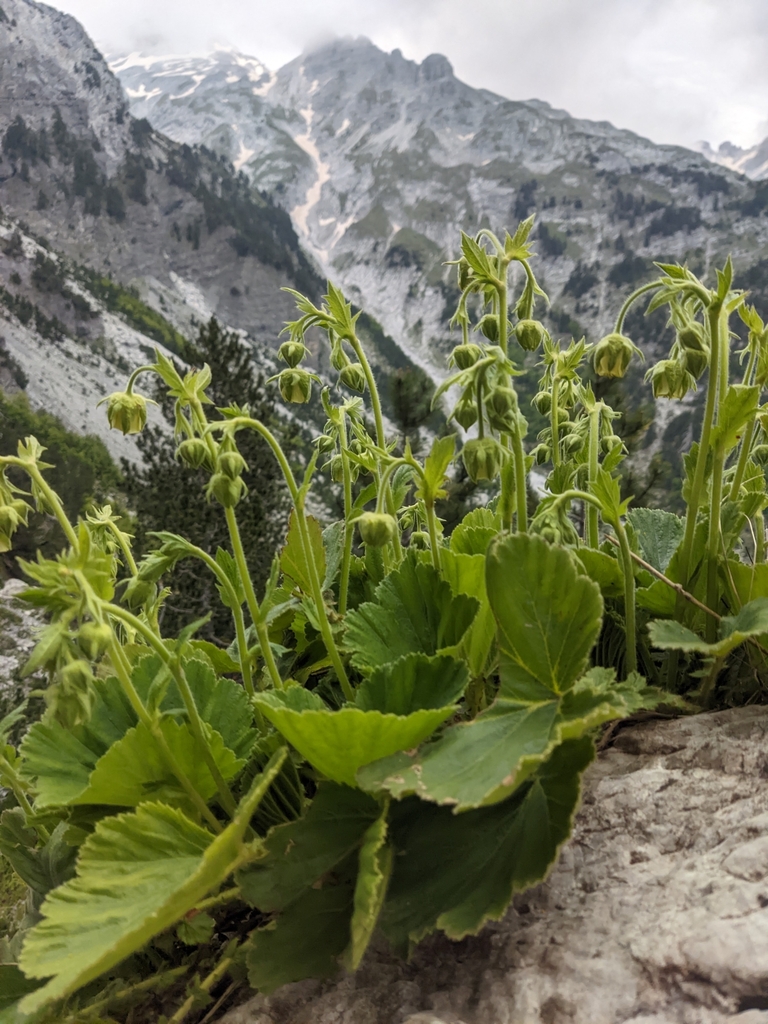 Geum bulgaricum; photograph Sergio, CC BY, iNaturalist via GBIF