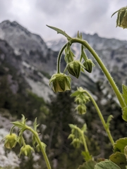 Sergio, CC BY, iNaturalist via GBIF Geum bulgaricum, photograph Sergio, CC BY, iNaturalist via GBIF
