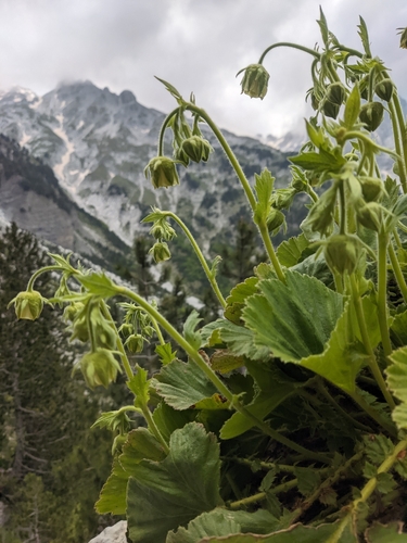 Geum bulgaricum, photograph 5
