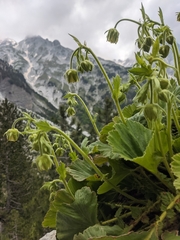 Sergio, CC BY, iNaturalist via GBIF Geum bulgaricum, photograph Sergio, CC BY, iNaturalist via GBIF