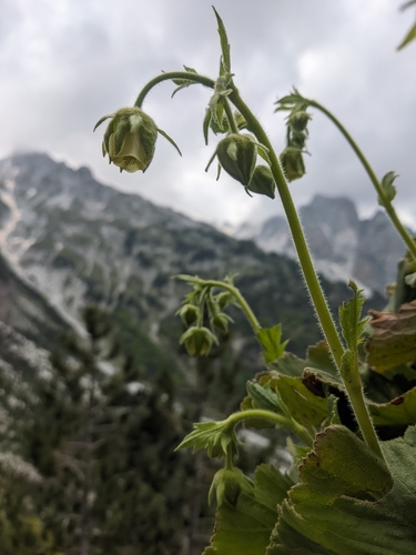 Geum bulgaricum, photograph 6