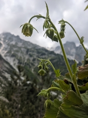 Geum bulgaricum, photograph Sergio, CC BY, iNaturalist via GBIF
