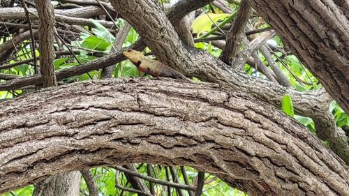 Indian Garden Lizard — seen at this dive site