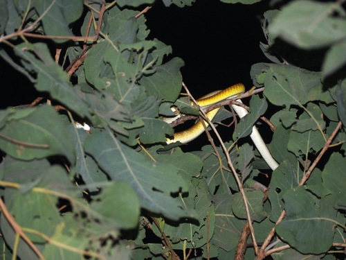 Common Tree Snake sighting