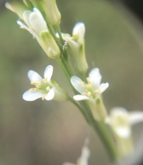 Turritis glabra