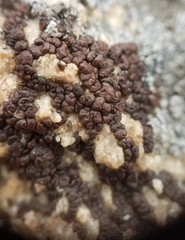 Acarospora obnubila