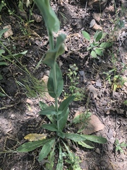 Turritis glabra