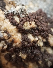 Acarospora obnubila
