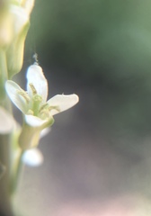 Turritis glabra