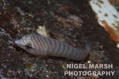 Aspasmogaster tasmaniensis