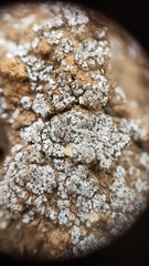 Acarospora schleicheri