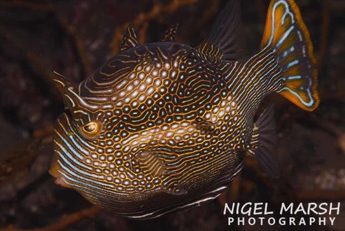 Ornate Cowfish, photo 2 of 10