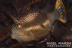 Ornate Cowfish photo 2