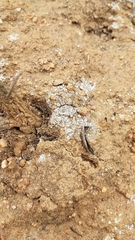 Acarospora schleicheri