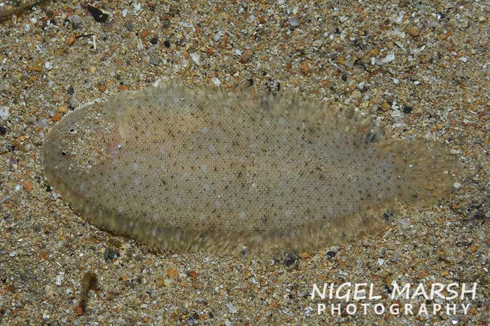 Haacke's sole (Aseraggodes haackeanus) — Soleidae