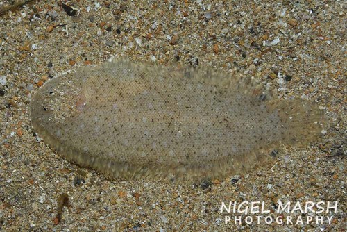 Haacke's sole (Aseraggodes haackeanus) — Soleidae