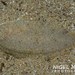 Aseraggodes haackeanus - Photo (c) Nigel Marsh,  זכויות יוצרים חלקיות (CC BY-NC), הועלה על ידי Nigel Marsh